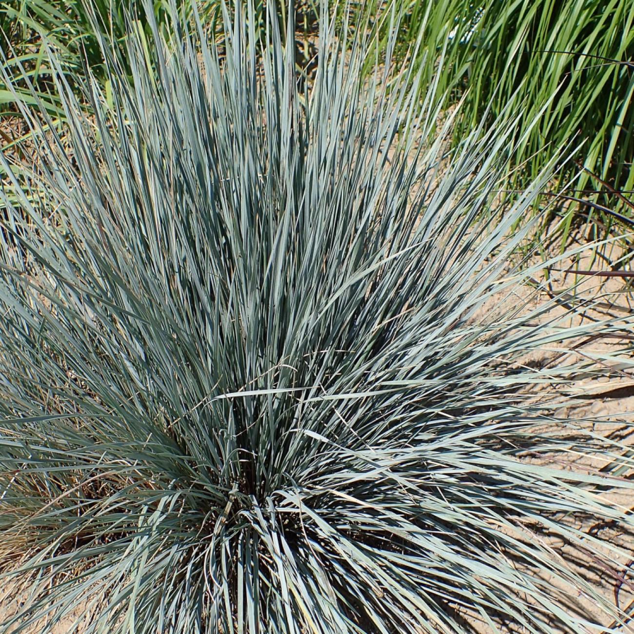 blue fescue (Festuca glauca 'Boulder Blue') plant — close-up photo