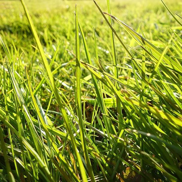 blue fescue (Festuca glauca 'Golden Toupee') plant — close-up photo