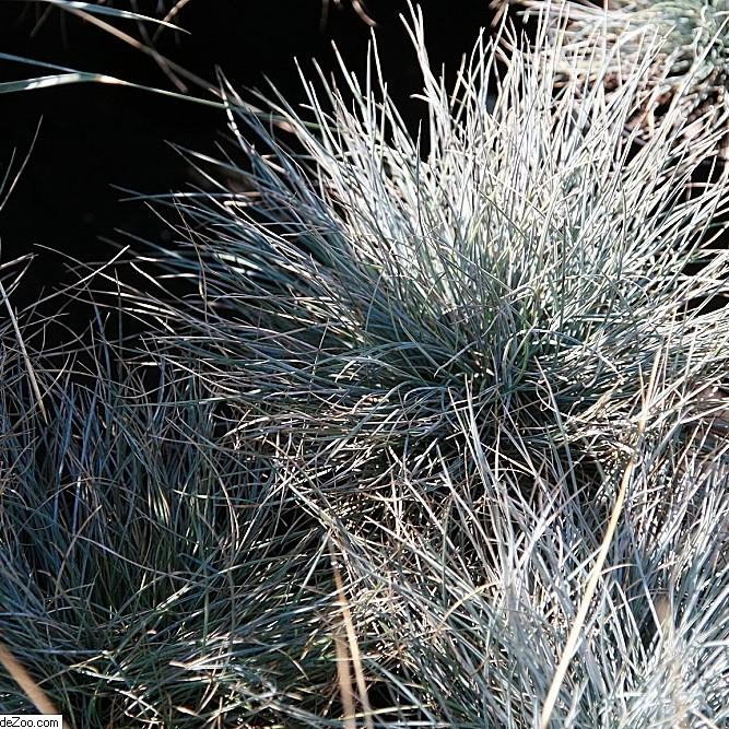 blue fescue (Festuca glauca 'Seeigel' SEA URCHIN) plant — close-up photo