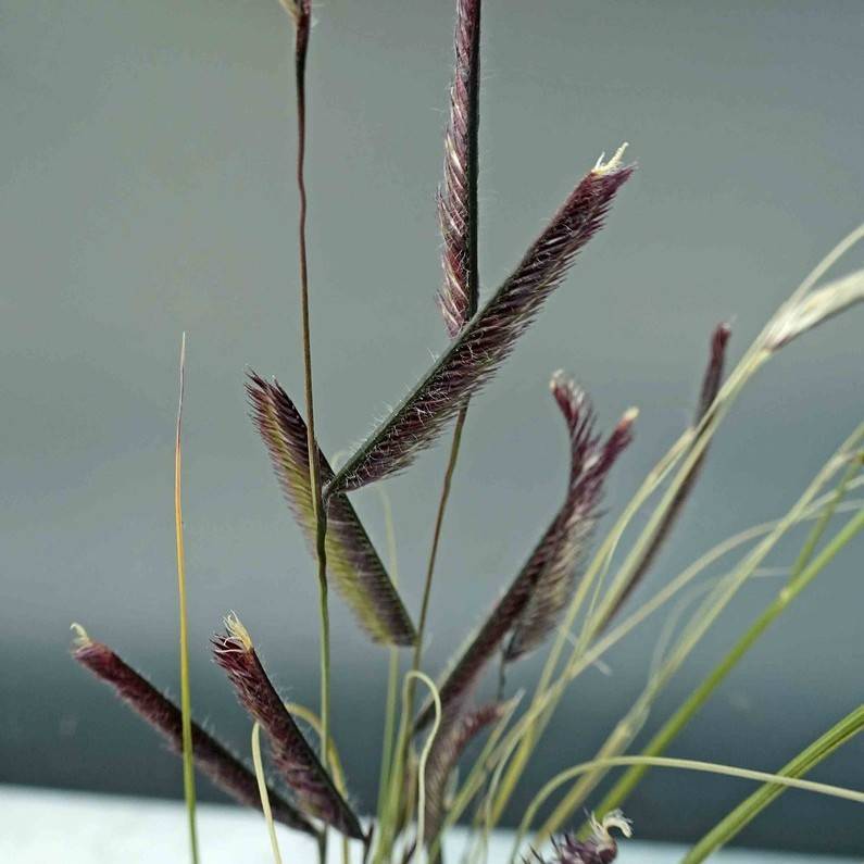 blue grama (Bouteloua gracilis) plant — close-up photo