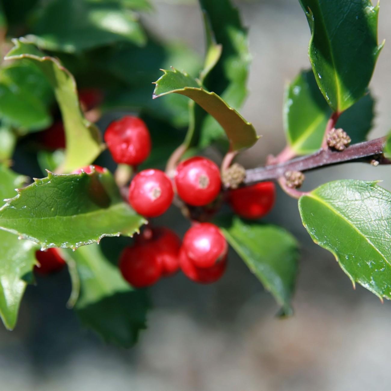 blue holly (Ilex meserveae BLUE PRINCESS) plant