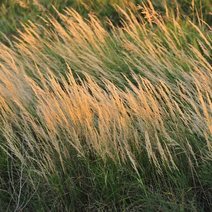 Blue Joint Reedgrass (Calamagrostis canadensis var. macouniana) plant