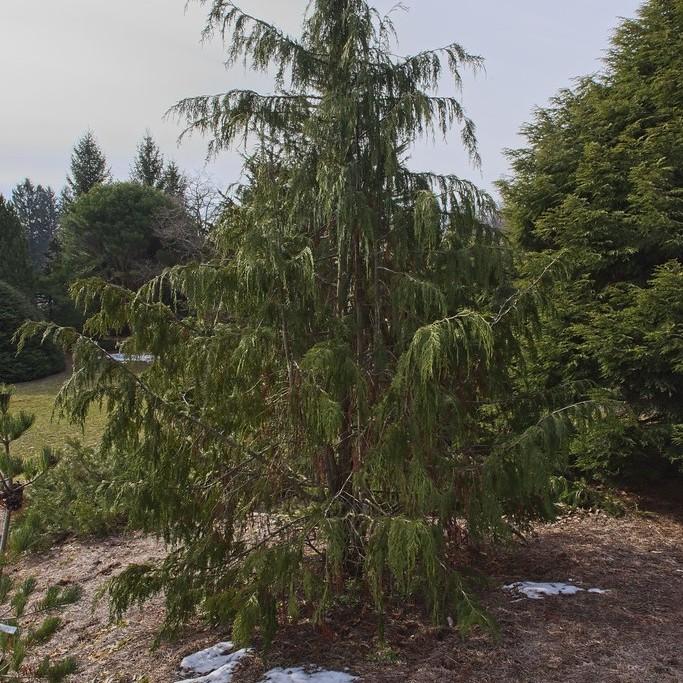 Blue Nootka Cypress (Chamaecyparis nootkatensis 'Glauca') plant — close-up photo