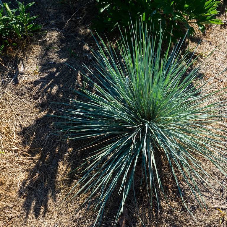 blue oat grass (Helictotrichon sempervirens 'Saphirsprudel') plant