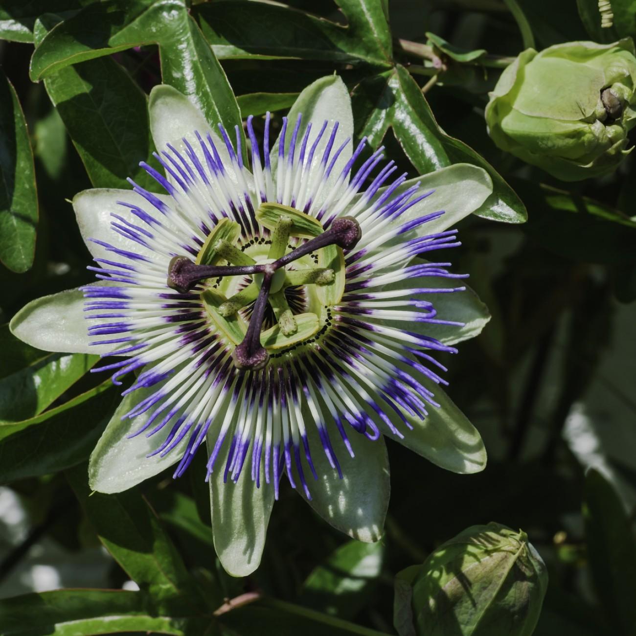 blue passionflower (Passiflora caerulea) plant