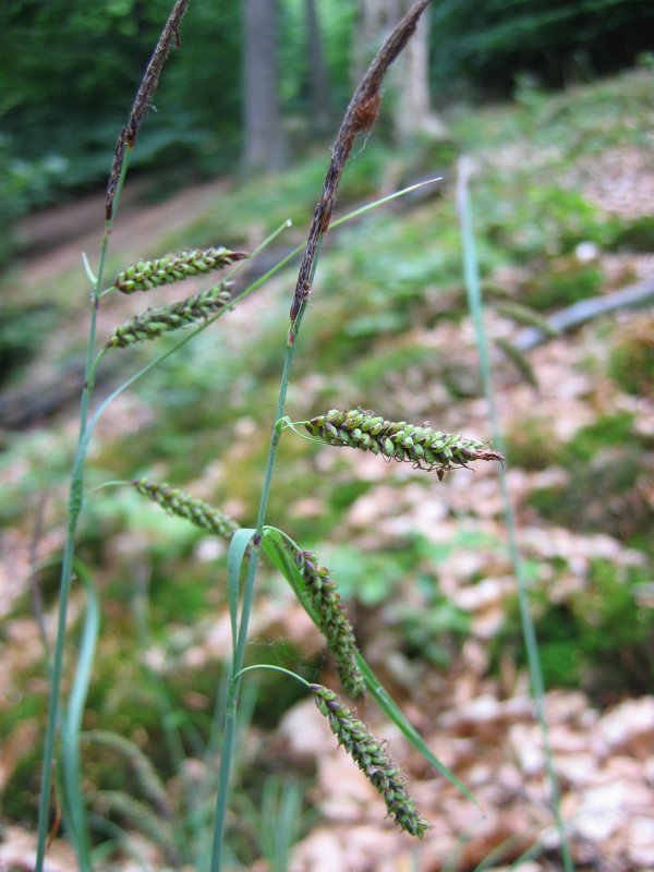 blue sedge (Carex flacca 'Blue Zinger') plant
