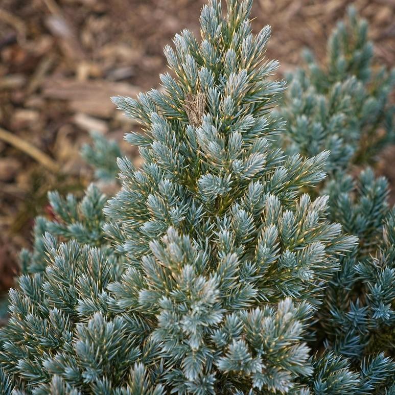 Blue Star Juniper (Juniperus squamata 'Blue Star (tree form)') plant — close-up photo