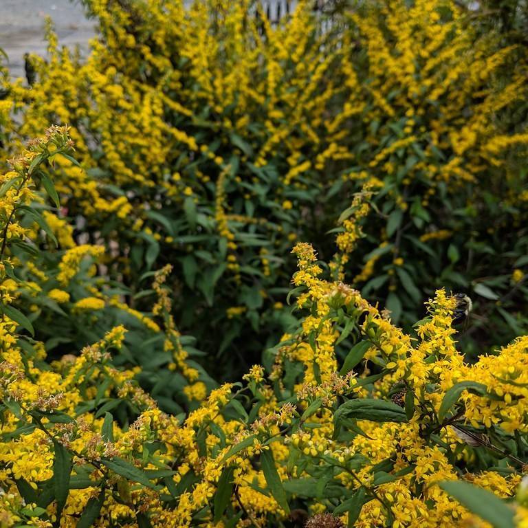 blue stem goldenrod (Solidago caesia) plant