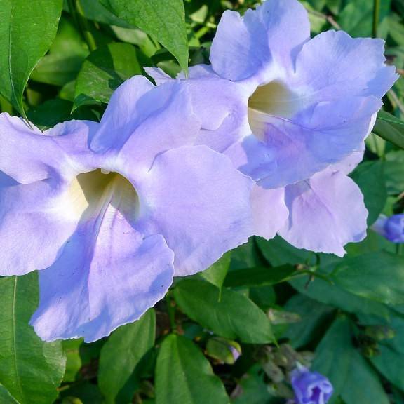 blue trumpet vine (Thunbergia grandiflora) plant