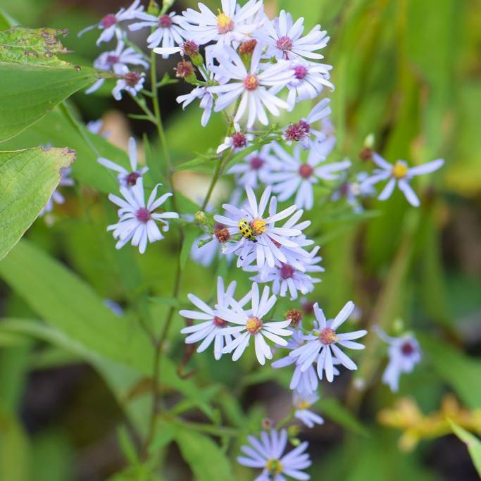 blue wood aster (Symphyotrichum cordifolium) plant