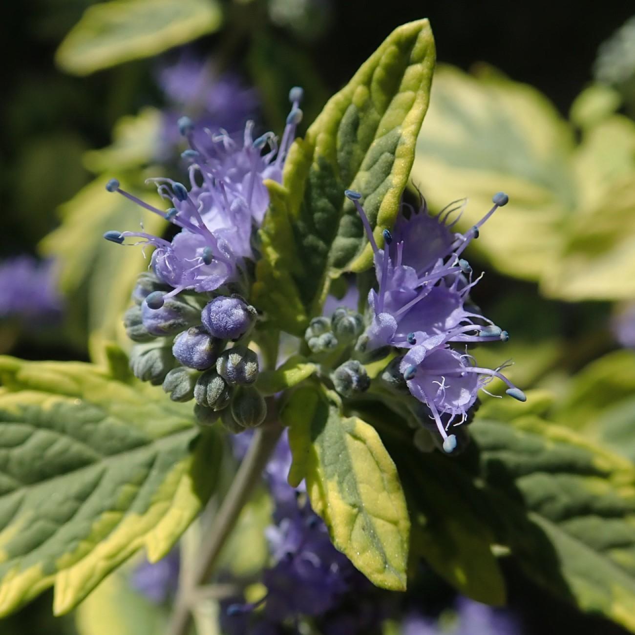bluebeard (Caryopteris clandonensis 'Summer Sorbet') plant — close-up photo