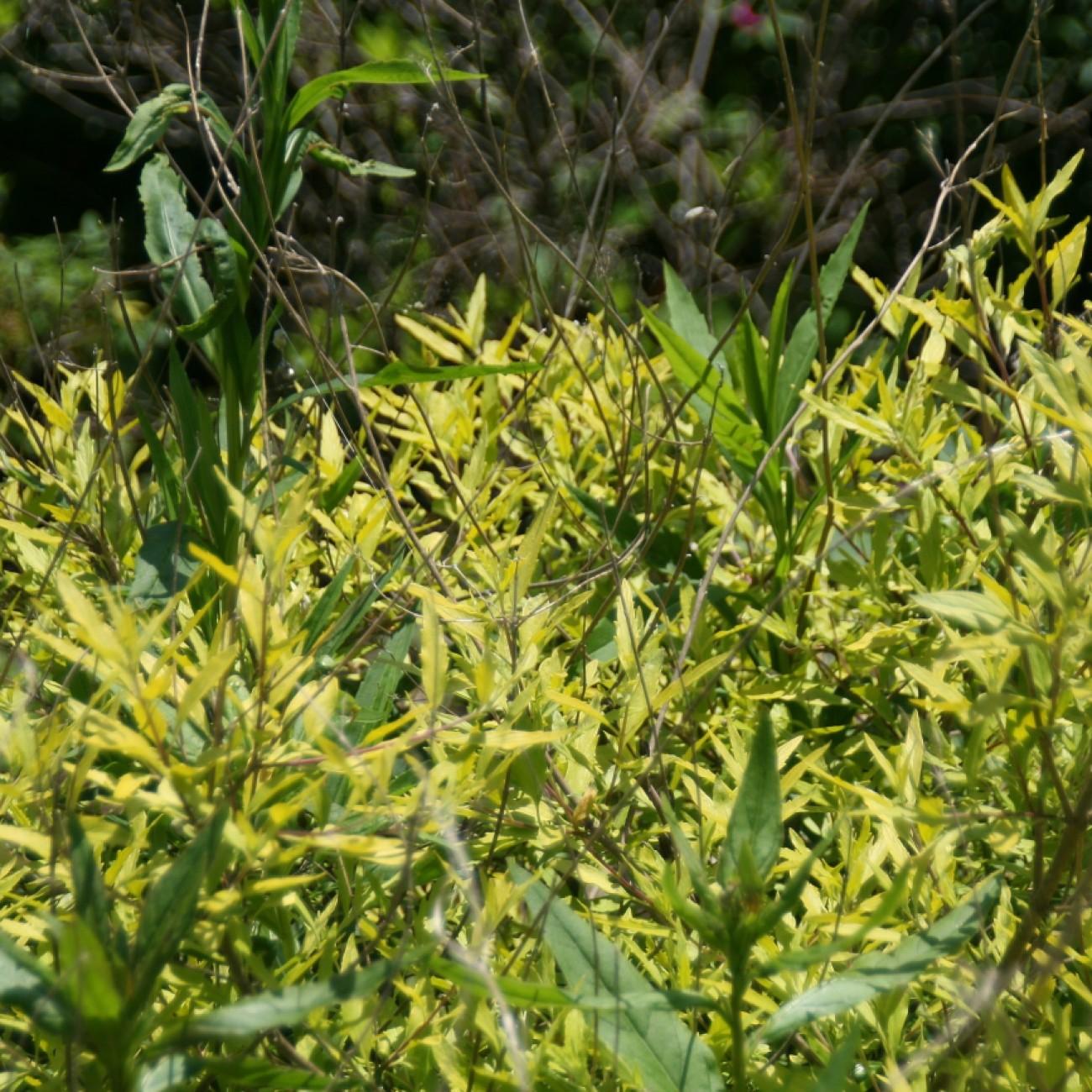 bluebeard (Caryopteris clandonensis 'Worcester Gold') plant — close-up photo
