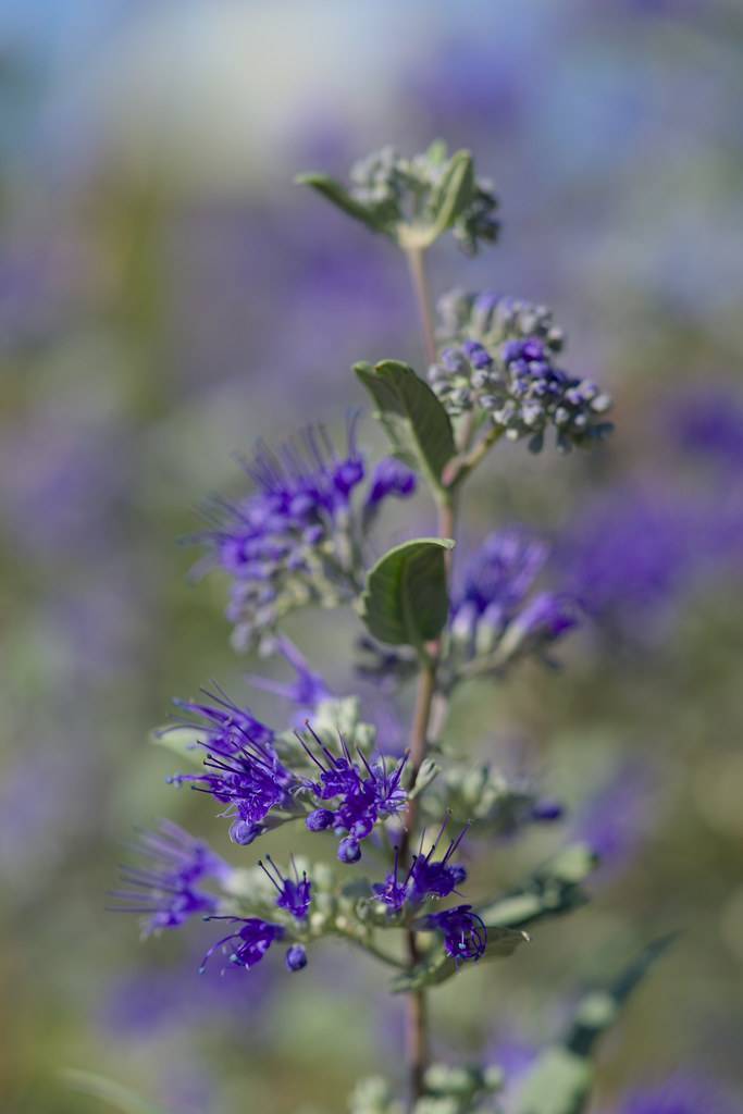 bluebeard (Caryopteris incana 'Blue Myth') plant — close-up photo