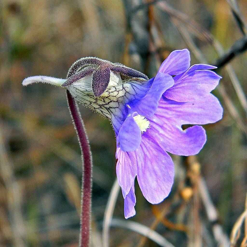 blueflower butterwort (Pinguicula caerulea) plant
