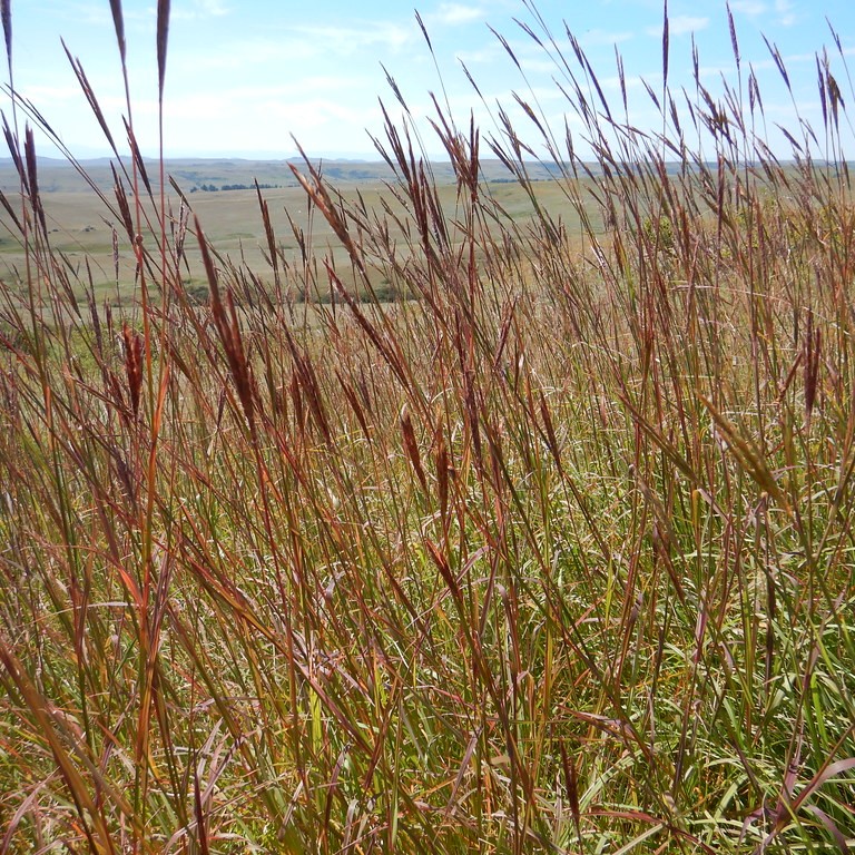 bluestem (Andropogon capillipes 'Valdosta Blue') plant — close-up photo