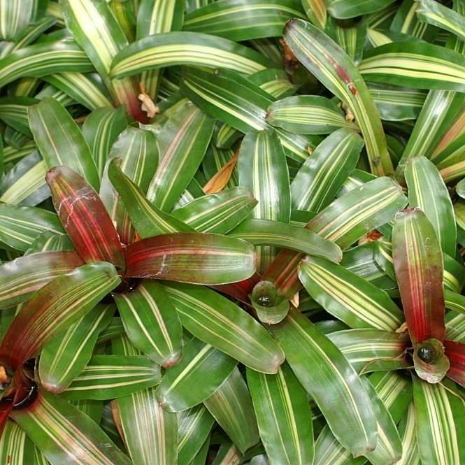 blushing bromeliad (Neoregelia carolinae f. tricolor) plant