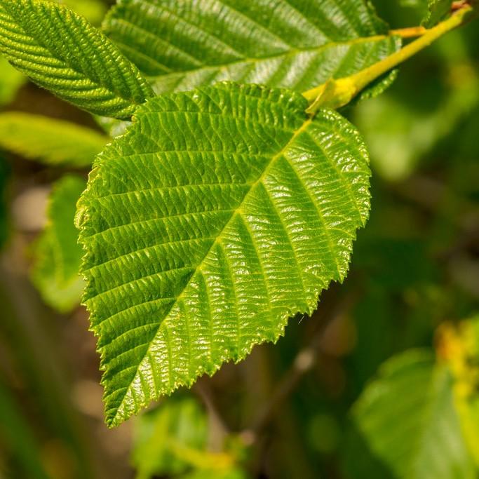 Bog Birch (Betula pumila) plant