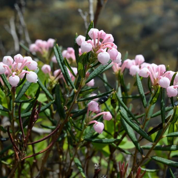 Bog Rosemary (Andromeda polifolia) plant