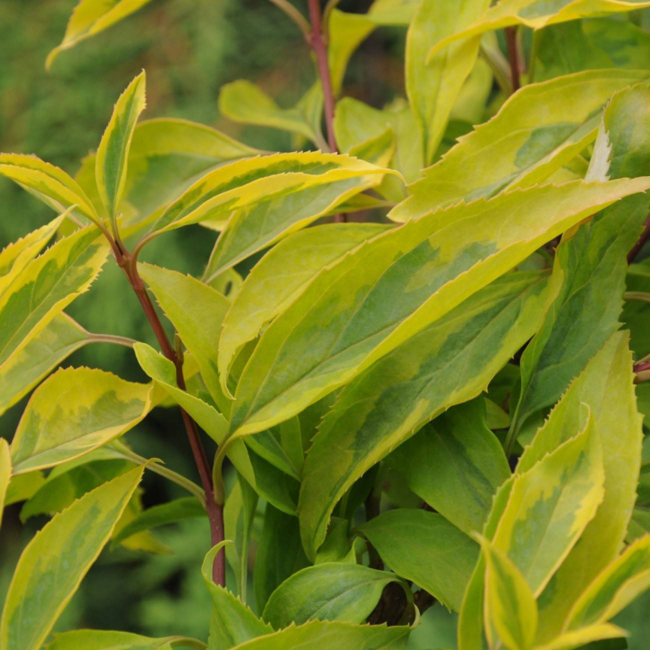 border forsythia (Forsythia intermedia 'Variegata') plant — close-up photo