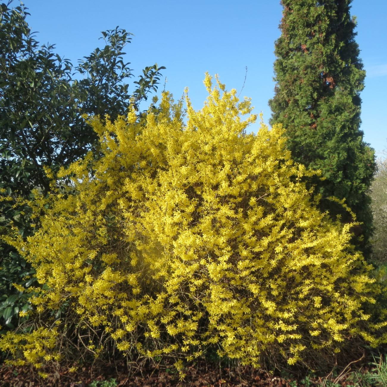 border forsythia (Forsythia intermedia 'Arnold Giant') plant — close-up photo