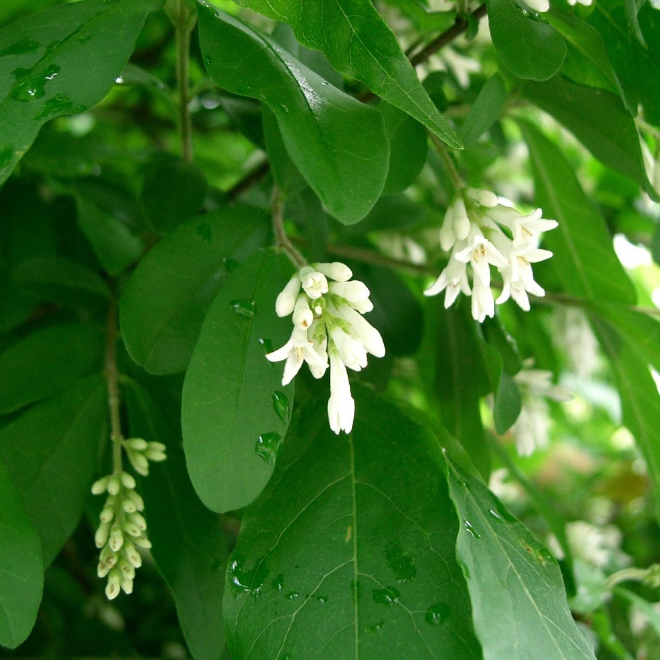 border privet (Ligustrum obtusifolium) plant