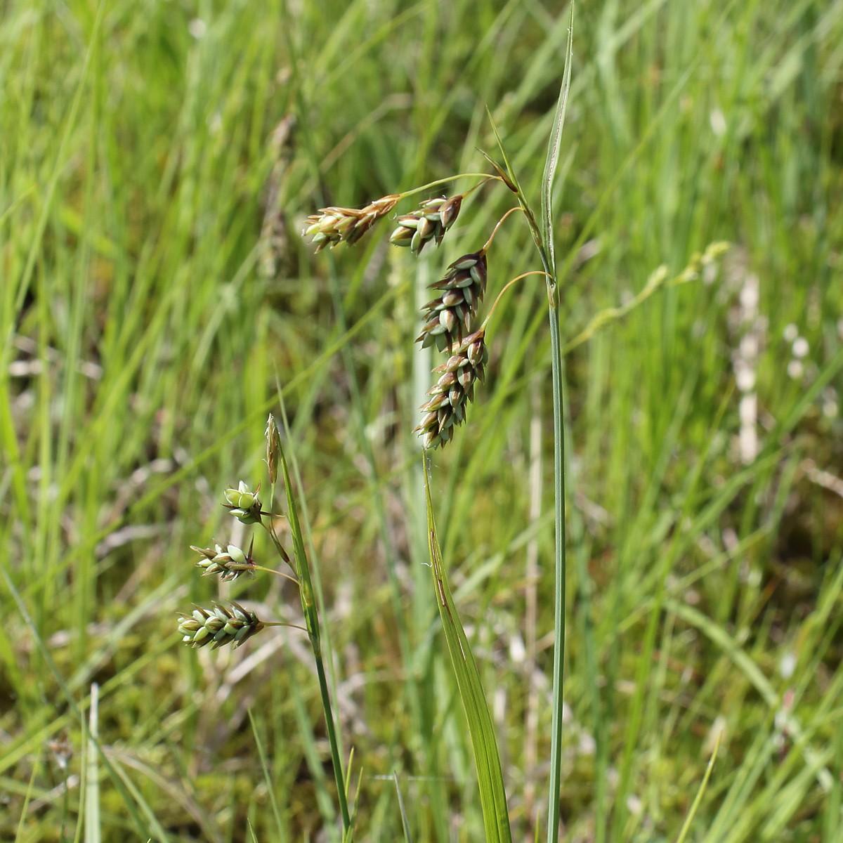 Boreal Bog Sedge (Carex magellanica subsp. irrigua) plant