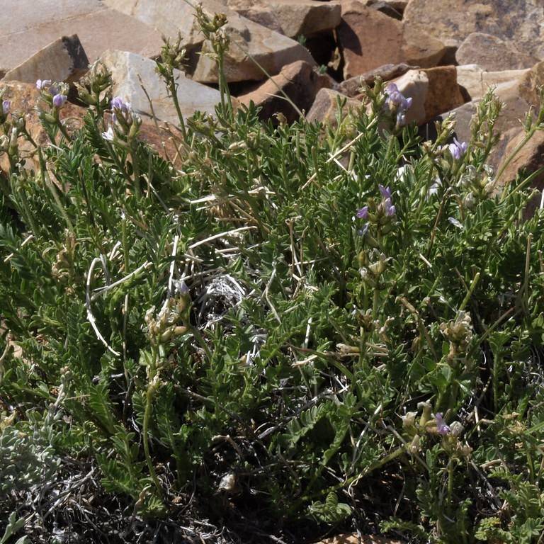 Boreal Wormwood (Artemisia borealis) plant