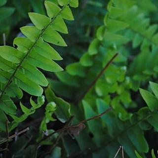 Boston fern (Nephrolepis exaltata 'Tiger Fern') plant