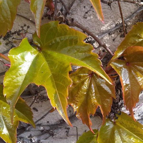 Boston ivy (Parthenocissus tricuspidata 'Veitchii') plant