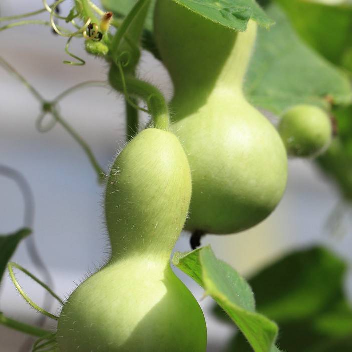 bottle gourd (Lagenaria siceraria) plant