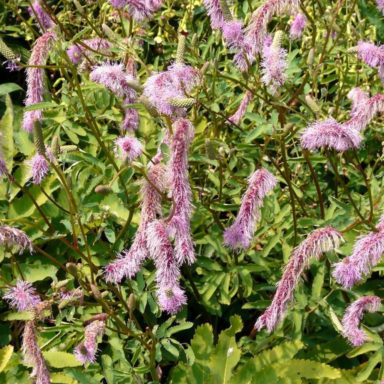 bottlebrush (Sanguisorba obtusa) plant