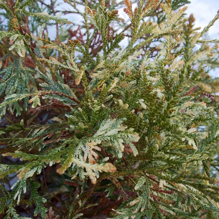 Boulevard false cypress (Chamaecyparis pisifera 'Boulevard') plant