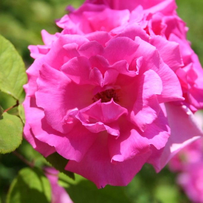 bourbon rose (Rosa 'Zéphirine Drouhin') plant