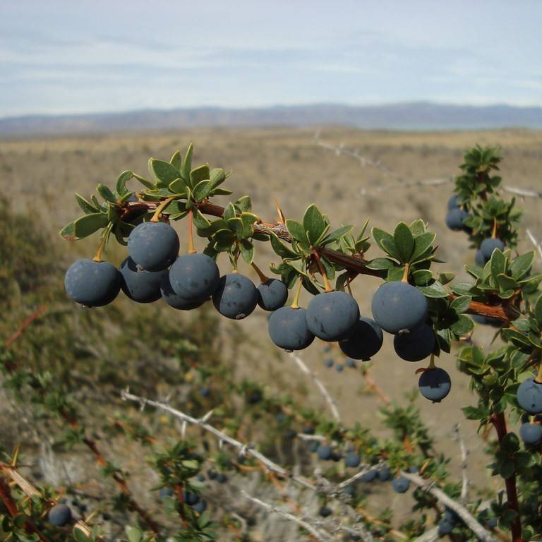 box leaf barberry (Berberis buxifolia) plant