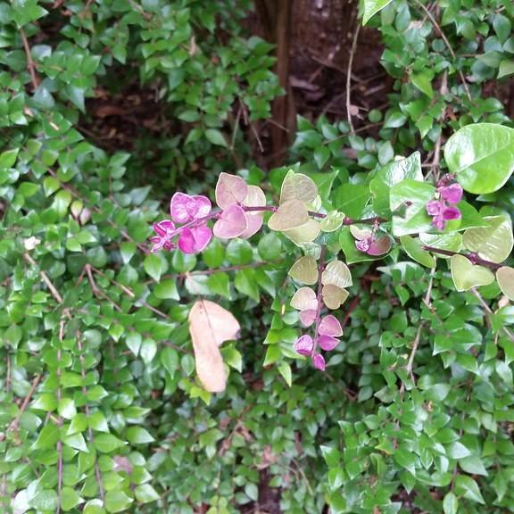 boxleaf honeysuckle (Lonicera nitida 'Red Tips') plant