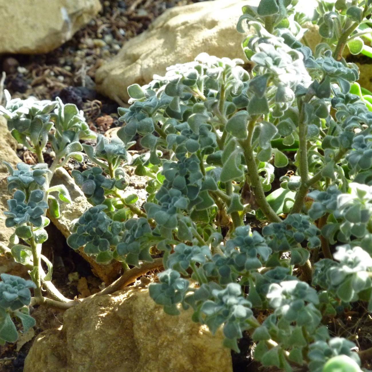 Boyds dwarf willow (Salix boydii) plant