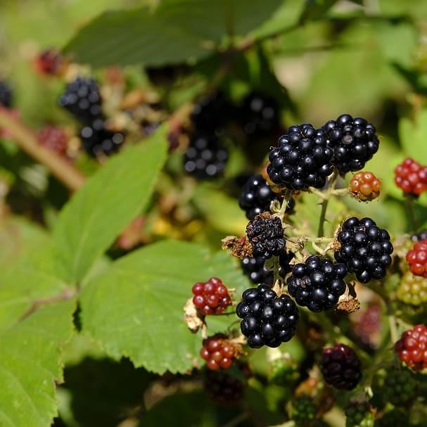 boysenberry (Rubus ursinus x idaeus) plant