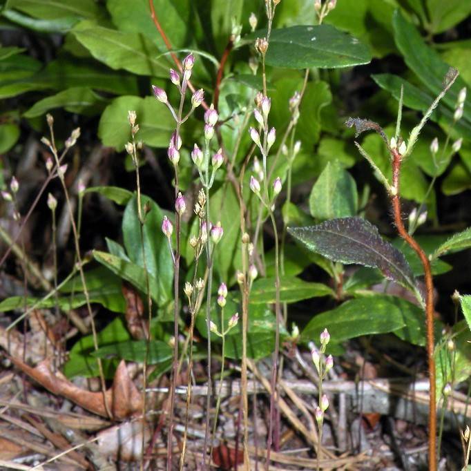 Branched Bartonia (Bartonia paniculata subsp. paniculata) plant