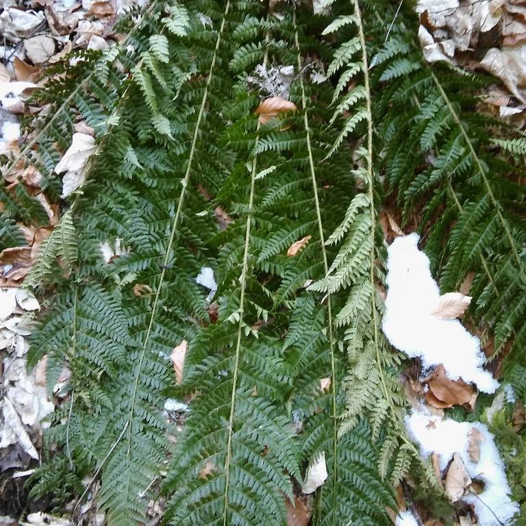 Braun's holly fern (Polystichum braunii) plant