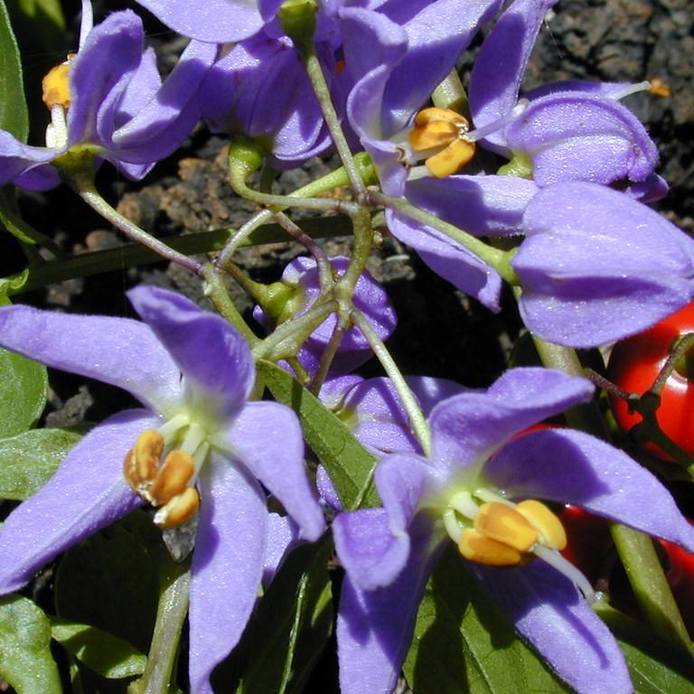 Brazilian nightshade (Solanum seaforthianum) plant