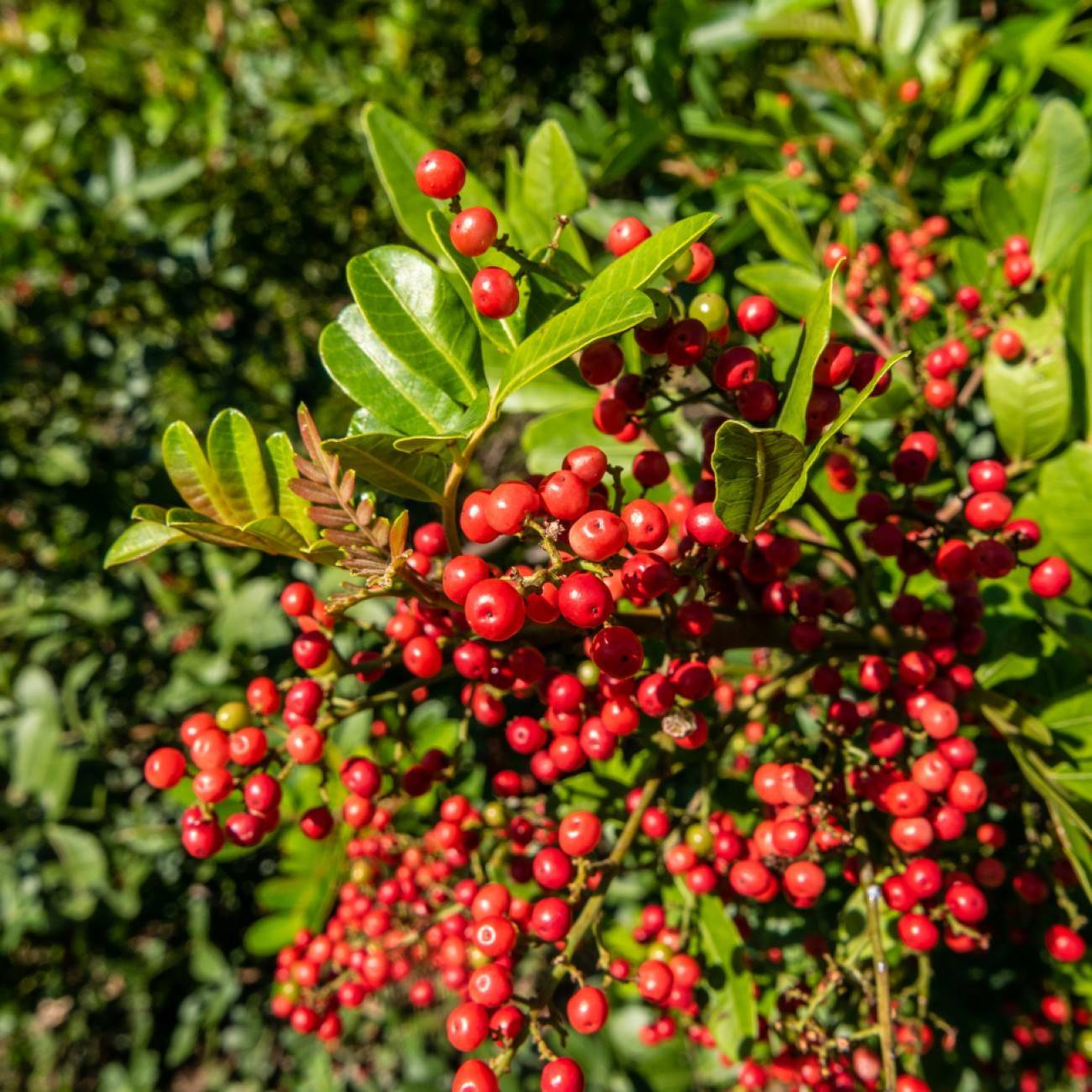 Brazilian peppertree (Schinus terebinthifolius) plant