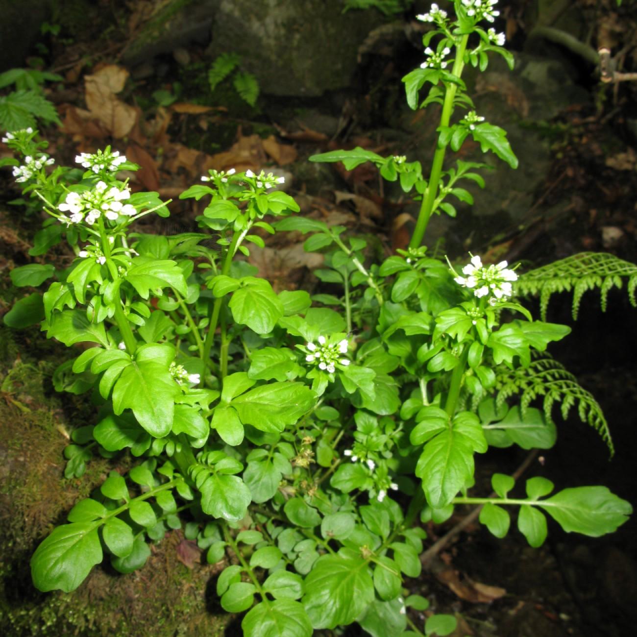 Brewer's Bitter Cress (Cardamine breweri) plant