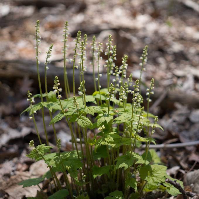 brewer's-cap (Mitella diphylla) plant