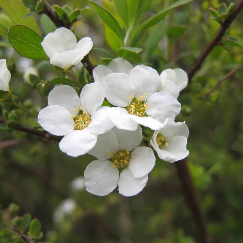 bridal wreath spiraea (Spiraea prunifolia) plant