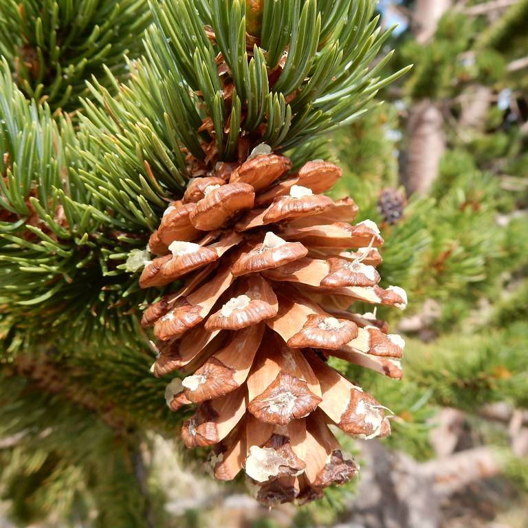 bristlecone pine (Pinus aristata) plant