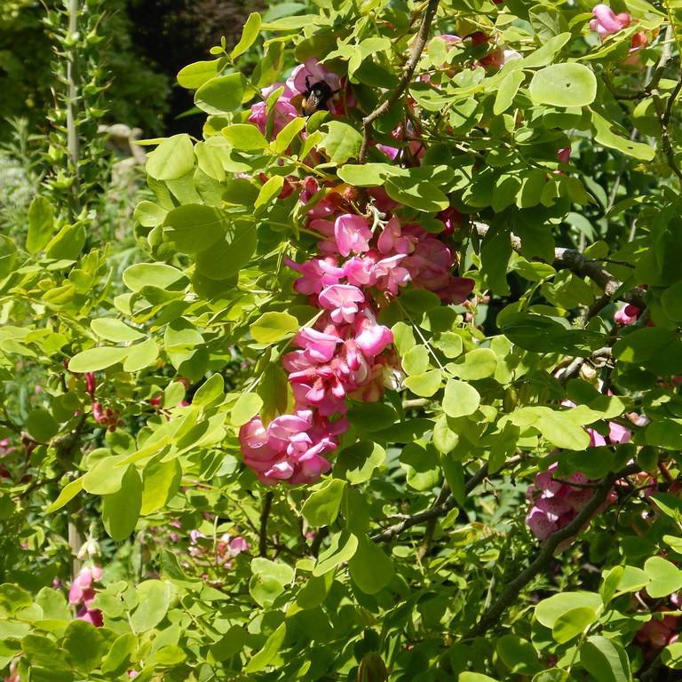 bristly locust (Robinia hispida) plant