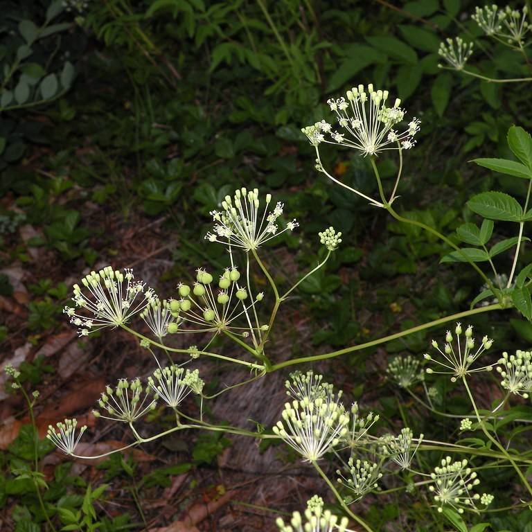 Bristly Sarsaparilla (Aralia hispida) plant