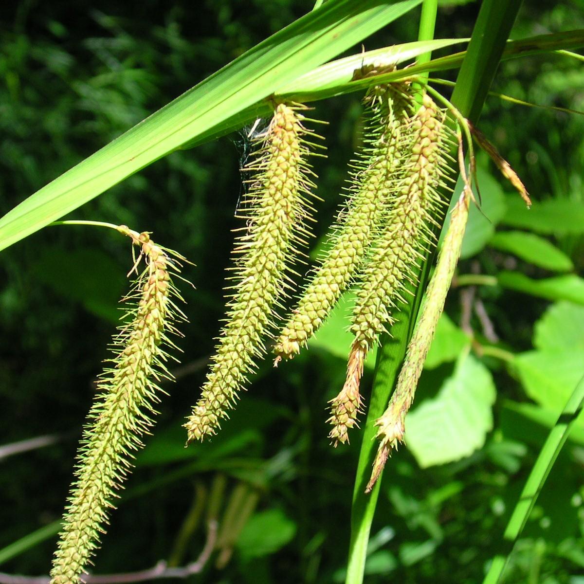 Bristly Sedge (Carex comosa) plant