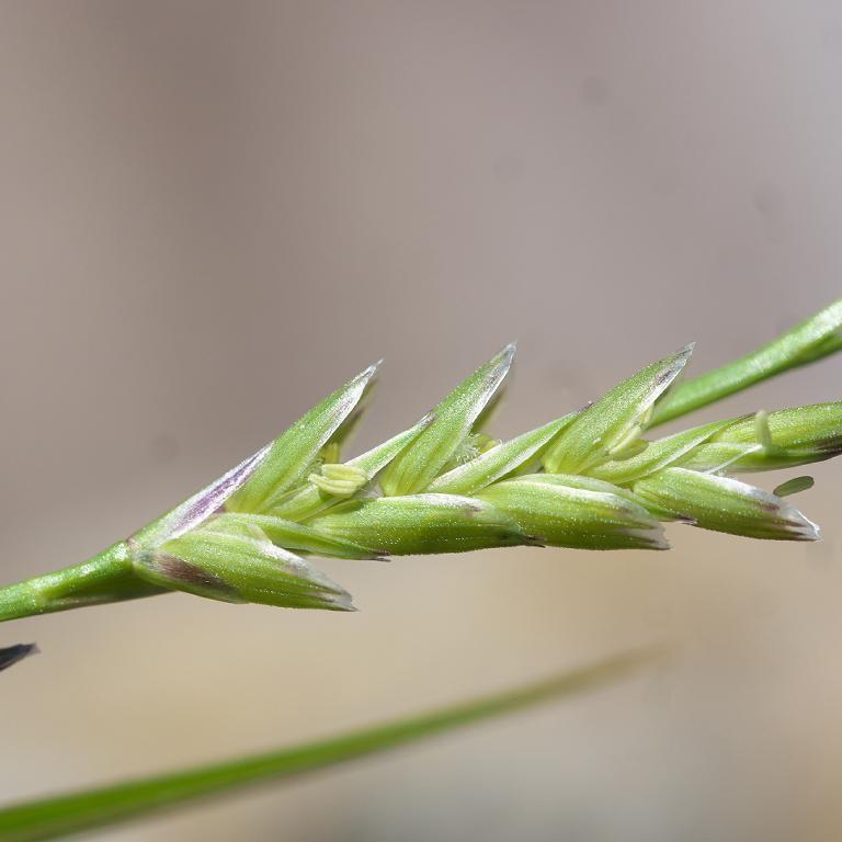 Bristly Stalk Sedge (Carex leptalea) plant