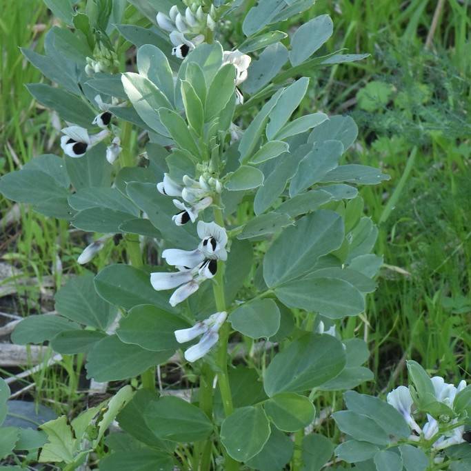 broad bean (Vicia faba) plant
